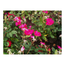 roses posters