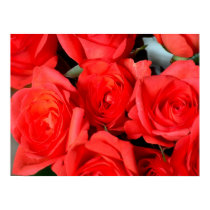 Roses posters by photomorgana Roses posters