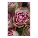 Roses Poster posters