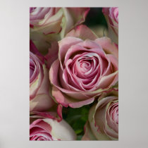 Roses Poster