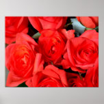 Roses posters
