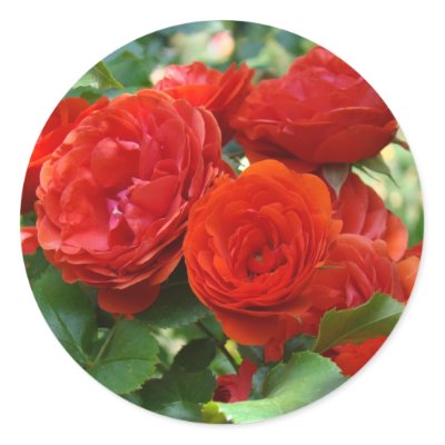 ROSES Red Beautiful Rose