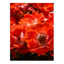 ROSES Red Rose Flowers 1 Cards Gifts Mugs Post Cards