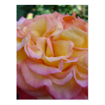 ROSES ROSE FLOWERS 2 POST CARDS POST CARD