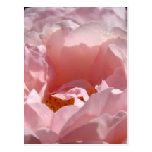 ROSES ROSE FLOWERS 2 POST CARDS POST CARD