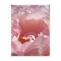 ROSES ROSE FLOWERS 2 POST CARDS POST CARD postcards by Basleeartprintgifts ROSES ROSE FLOWERS 2 POST CARDS POST CARD postcards