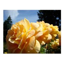 ROSES Rose Flowers 3 Cards Gifts Mugs Post Card