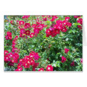 Roses, Roses, Roses cards by tubron Roses, Roses, Roses cards