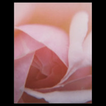 Roses Roses Roses flyers