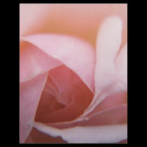 Roses Roses Roses letterhead