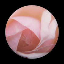 Roses Roses Roses magnets