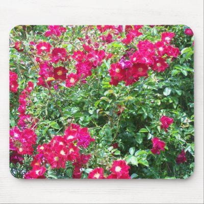 Roses, Roses, Roses Mouse Pads by tubron