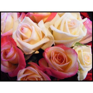 Roses roses roses stamp