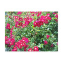Roses, Roses, Roses postcards by tubron Roses, Roses, Roses postcards
