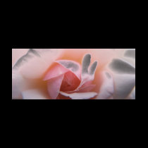 Roses Roses Roses t-shirts