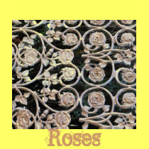 Roses t-shirts by Priscilla48 Roses t-shirts