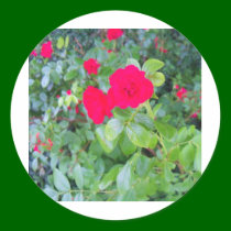 roses stickers
