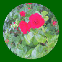 roses stickers