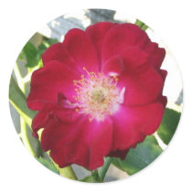 Roses stickers