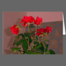 Roses, Venice - Red cards