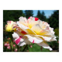 ROSES White Pink Rose Flowers 3 Art Prints Posters by Basleeartprintgifts ROSES White Pink Rose Flowers 3 Art Prints Posters