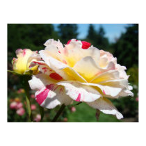 ROSES White Pink Rose Flowers 3 Art Prints Posters