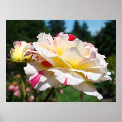 white rose flowers pictures. ROSES White Pink Rose Flowers