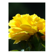 ROSES Yellow Rose Flowers 2 Cards Gifts Mugs Post Cards