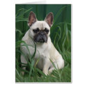 Rosey in the grass cards