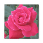 rose, love, mother's day, grandma's