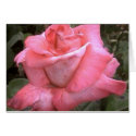 Rosey Pink cards