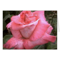Rosey Pink cards by captphrank Rosey Pink cards