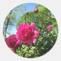 roseypeonies stickers