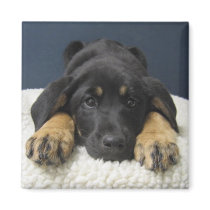 Rosie magnets by okcshelter Rosie magnets