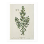 Rosmarinus Officinalis, from 'A Curious Herbal', 1 Post Cards