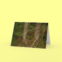 Ross Forest “EarthDayContest2007” greeting cards