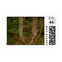 Ross Forest Old Orchard Beach Maine postage by eelkat Ross Forest Old Orchard Beach Maine postage