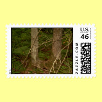 Ross Forest Old Orchard Beach Maine postage