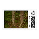 Ross Forest Old Orchard Beach Maine Stamp