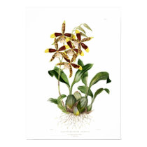 Rossioglossum grand par Mlle Drake posters by Botany_Boy Rossioglossum grand par Mlle Drake posters
