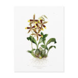 Rossioglossum grande post card