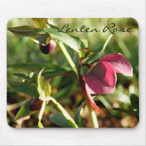 Rosy Hellebore mousepads
