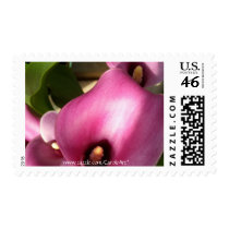 "Rosy Pink Callas" postage by CaroleArt "Rosy Pink Callas" postage