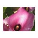 "Rosy Pink Callas" postcards