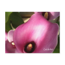 "Rosy Pink Callas" postcards by CaroleArt "Rosy Pink Callas" postcards