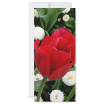 Rosy Red Tulip rack cards