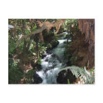 Rotorua NZ Salmon Stream Postcard