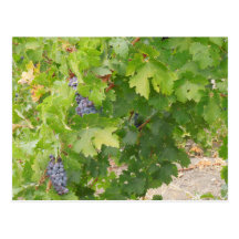 Rotta Dry Farmed Grapes on the Vine Postcards