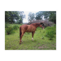 Rotthorse postcards