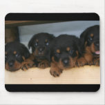 rottie pups mouse mat